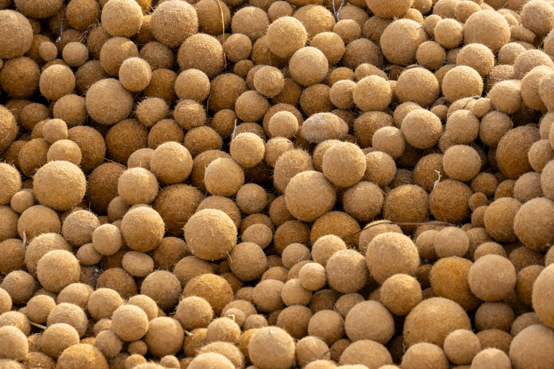 Quelle bouillette choisir en été pour pêcher la carpe ?